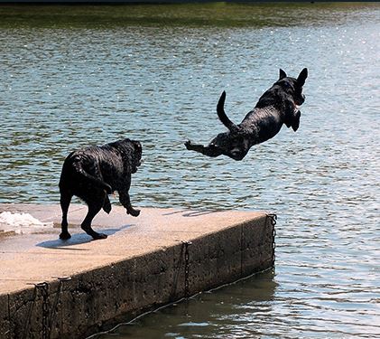 Two dogs running and jumping off the end of a dock into a lake